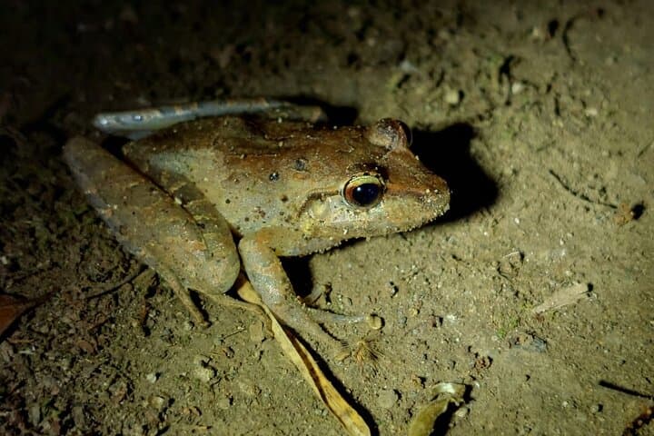 Monteverde Night Walk: Guided Nocturnal Wildlife Tour in the Refuge photo 4