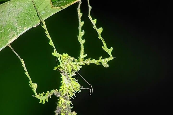 Monteverde Night Walk: Guided Nocturnal Wildlife Tour in the Refuge photo 5