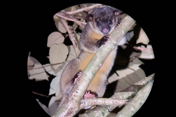 Monteverde Night Walk: Guided Nocturnal Wildlife Tour in the Refuge photo 2