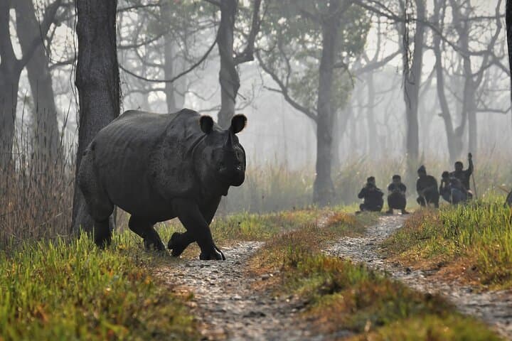 Overnight in Chitwan National Park: 2-Night Wildlife Safari & Jungle Tower Experience photo 2