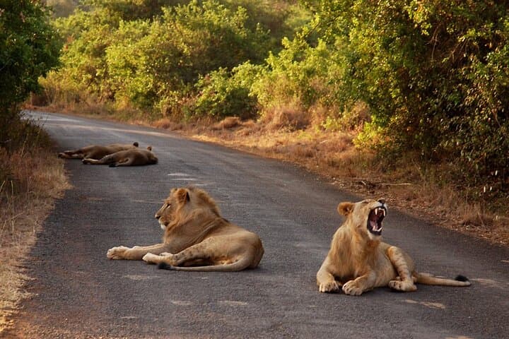 Ngutuni-Conservancy-2-Day-Safari-from-Mombasa-Big-Game-and-Lodge-Stay photo 3