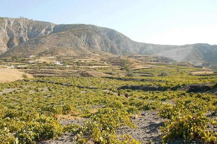 Santorini Wine Tasting: Private Day & Sunset Tour of Three Wineries photo 6