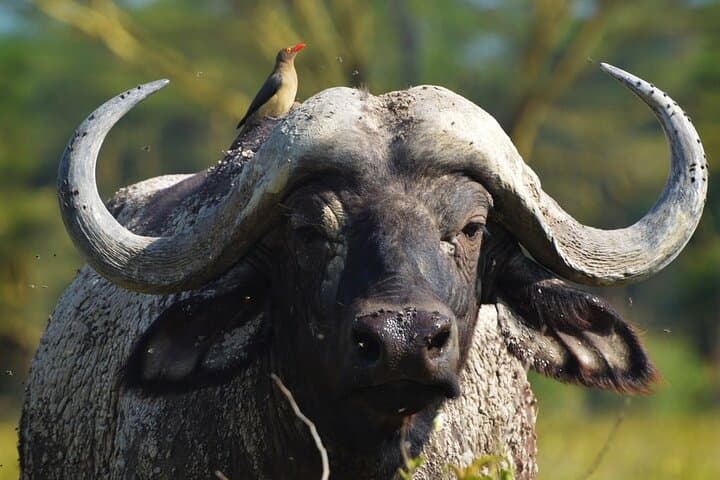 3-Day Birdwatching Safari from Nairobi: Lake Nakuru, Bogoria & Hell's Gate photo 4