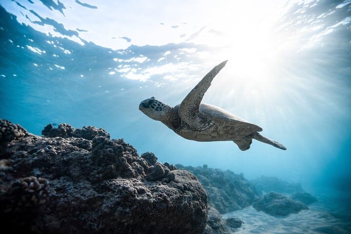 Isla Iguana Snorkeling from Playa Venao: Protected Reefs & Island Trails Day Trip photo 5