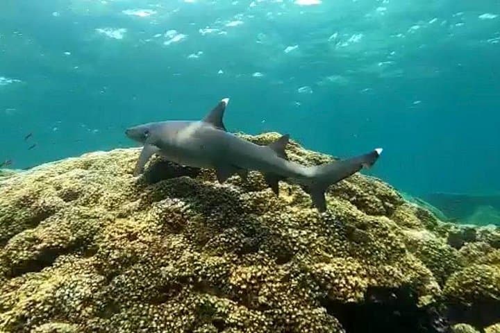 Isla Iguana Snorkeling from Playa Venao: Protected Reefs & Island Trails Day Trip photo 3