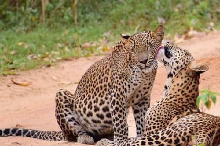 Half-Day Private Safari in Yala National Park — Morning Leopard Search