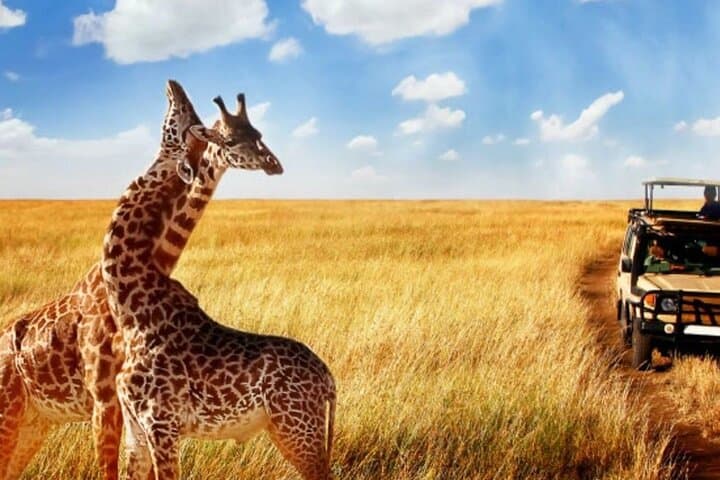 Full-Day Hluhluwe-Imfolozi Game Reserve Safari from Durban — Big Five in a Day photo 4