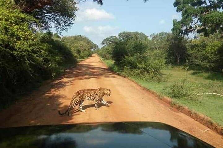 Half-Day Private Safari in Yala National Park — Morning Leopard Search photo 2