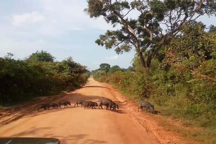 Half-Day Private Safari in Yala National Park — Morning Leopard Search photo 6