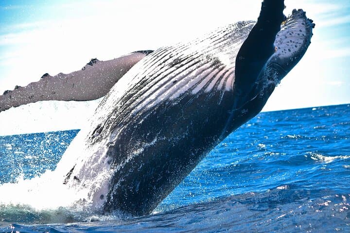 Ma'alaea Humpback Whale Watch: Intimate 2-Hour Cruise from Maui