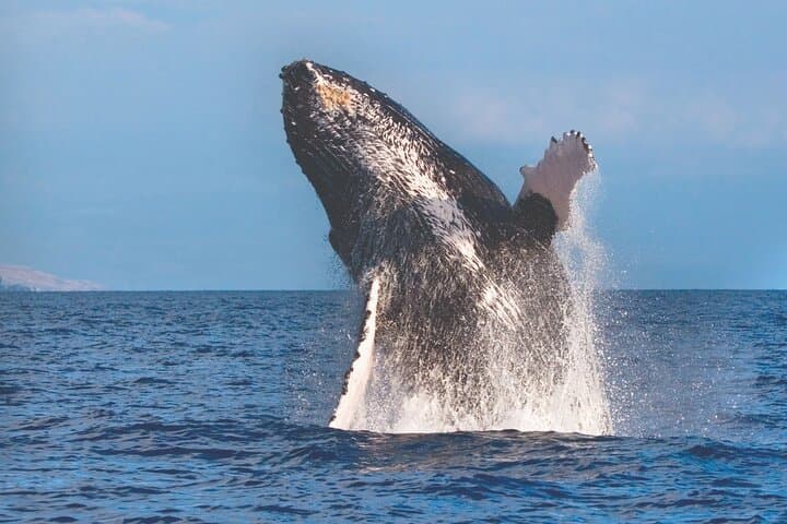 Ma'alaea Humpback Whale Watch: Intimate 2-Hour Cruise from Maui photo 2