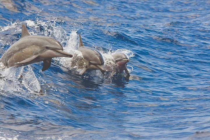 Maalaea Small-Group Luxury Snorkel Cruise: Molokini & Coral Gardens in 3 Hours photo 3