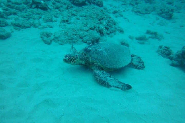 Maalaea Small-Group Luxury Snorkel Cruise: Molokini & Coral Gardens in 3 Hours photo 4