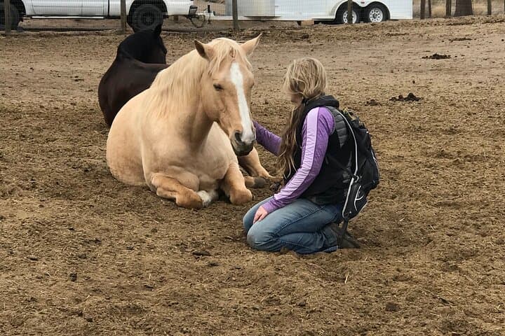 Meditations with Mustangs: Private 90-Minute Horse Meditation Session Near Bend, Oregon
