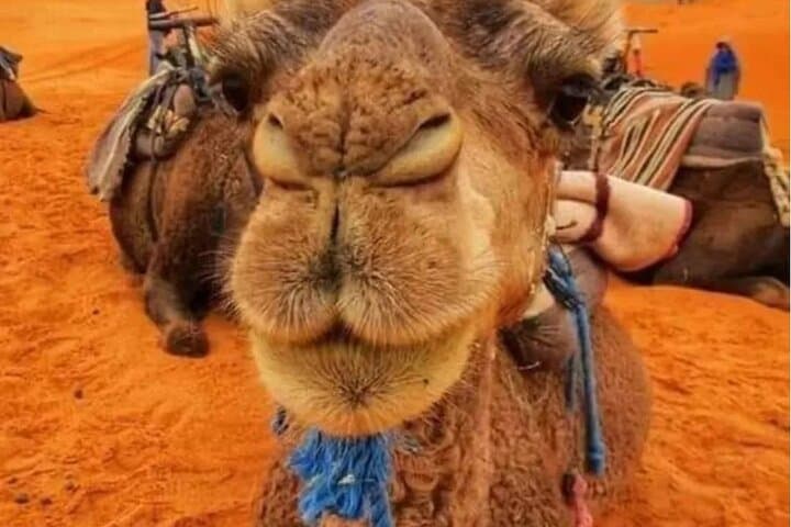 3-Day Marrakech to Merzouga Desert Tour — Camel Trek, Erg Chebbi & Berber Camp photo 4