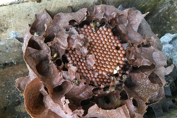World of Bees Tour — Alajuela Bee Sanctuary Near La Fortuna
