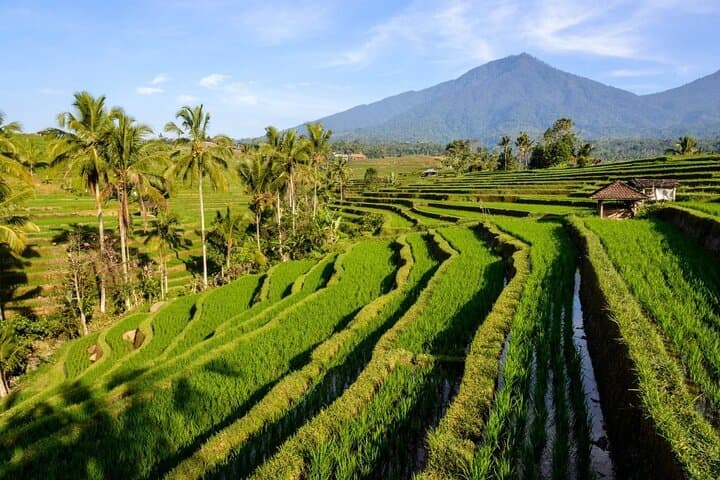 Sangeh Monkey Forest to Jatiluwih: A Day Trip Through Bali’s Sacred Forests and Rice Terraces photo 5