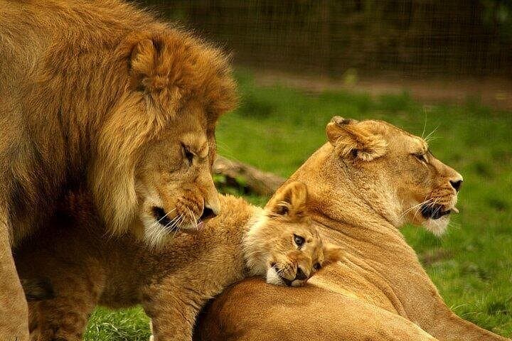 4-Day Masai Mara & Lake Nakuru Camping Safari — Big Five, Flamingos & Migration photo 1