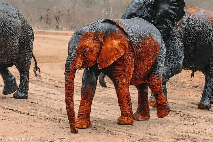 David Sheldrick Elephant Orphanage — Nairobi Baby Elephant Feeding Experience photo 3
