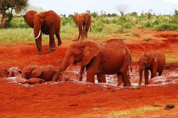 David Sheldrick Elephant Orphanage — Nairobi Baby Elephant Feeding Experience photo 4