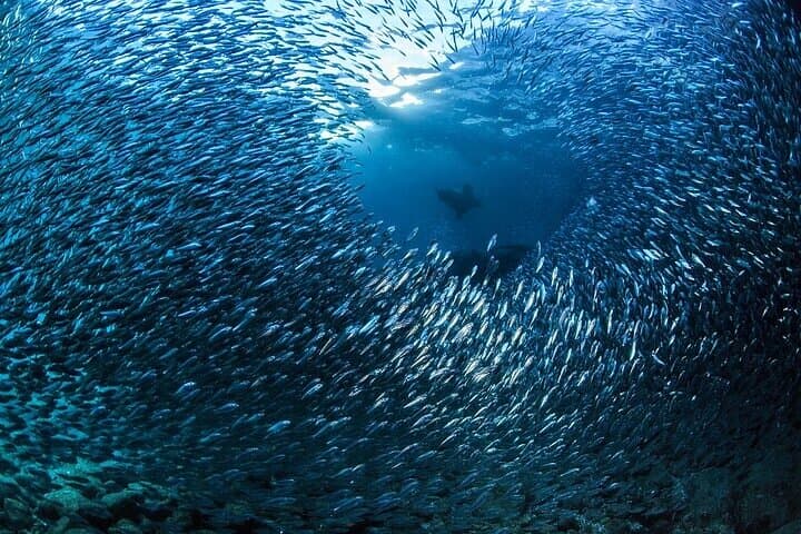 Los Cabos Land's End 1-Tank Dive — Scuba the Sea of Cortez photo 3