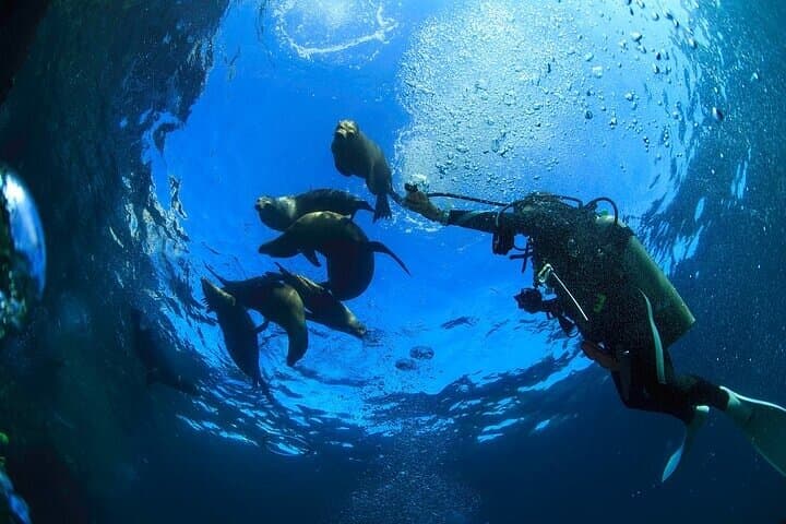 Los Cabos Land's End 1-Tank Dive — Scuba the Sea of Cortez photo 6
