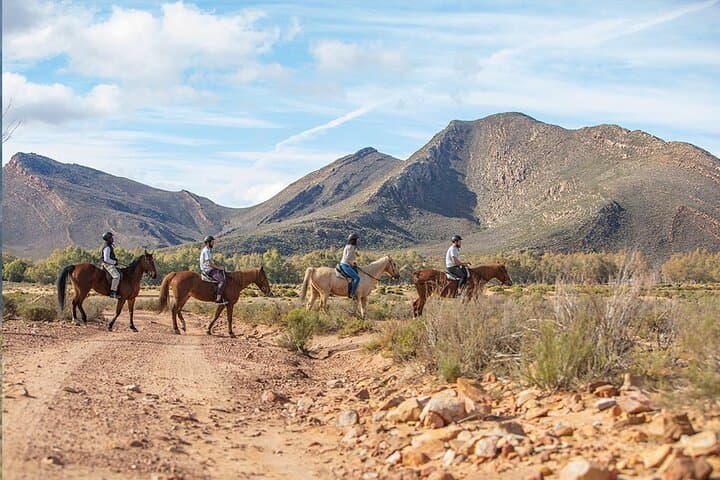 Cape Town Full-Day Horseback Safari to Big Five Private Game Reserve photo 2