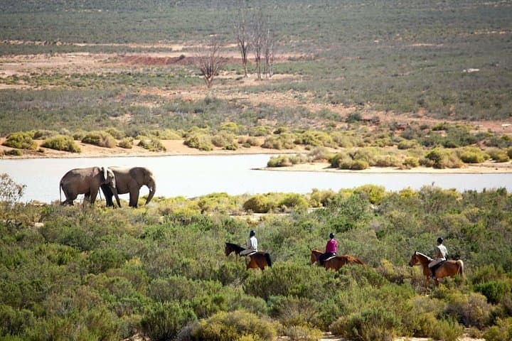 Cape Town Full-Day Horseback Safari to Big Five Private Game Reserve photo 3