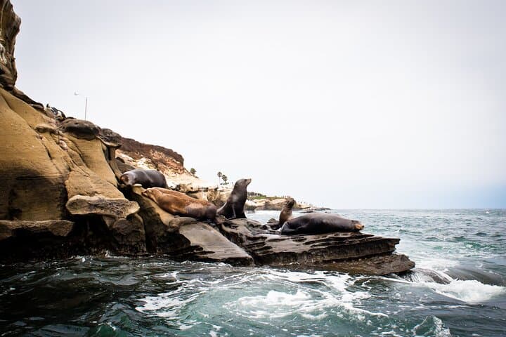 Paddle the Seven Caves: La Jolla Kayak Tour Guide photo 6