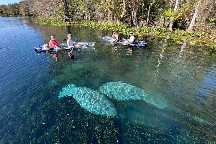 Silver Springs Clear Kayak Wildlife Adventure — Manatees, Monkeys & Crystal Waters photo 2