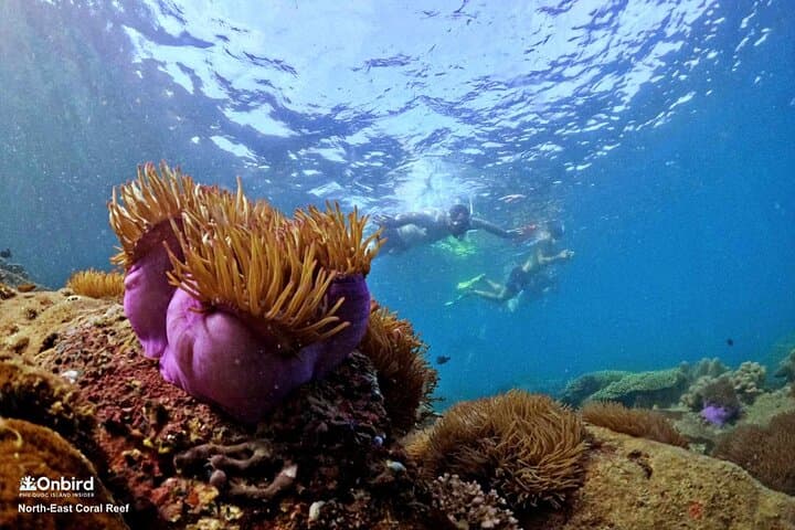 Phu Quoc Scientific Snorkeling: Small-Group Trips to Hidden Coral Reefs photo 5