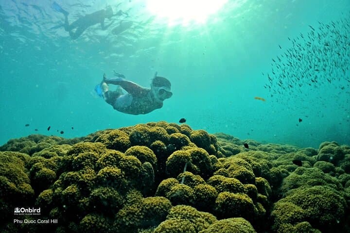 Phu Quoc Pro-Snorkeling: Small-Group Trips to Hidden Coral Reefs
