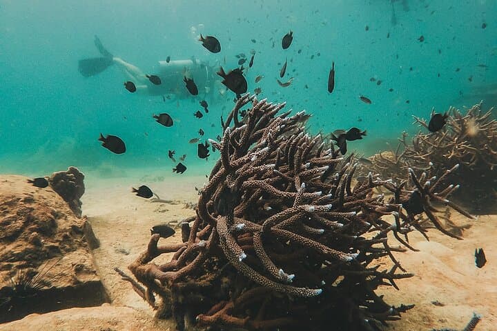 Two Fun Dives in Koh Kood & Koh Rang — Certified Diver Day Trip photo 2