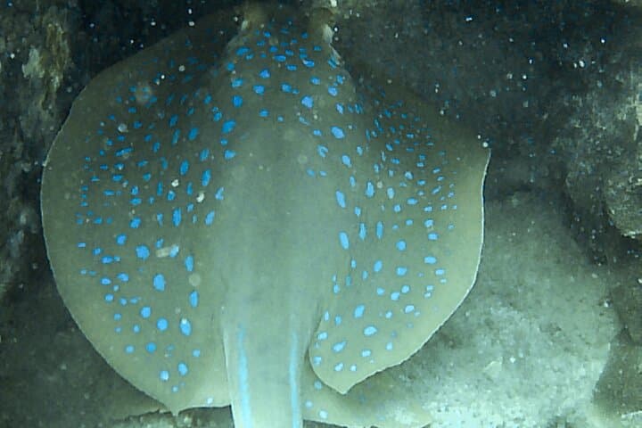 Two Fun Dives in Koh Kood & Koh Rang — Certified Diver Day Trip photo 4