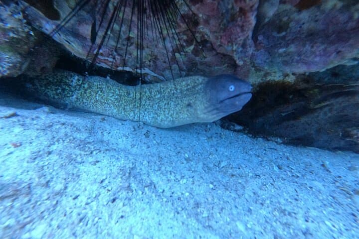 Two Fun Dives in Koh Kood & Koh Rang — Certified Diver Day Trip photo 5