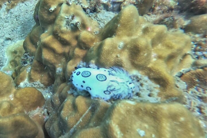 Two Fun Dives in Koh Kood & Koh Rang — Certified Diver Day Trip photo 6