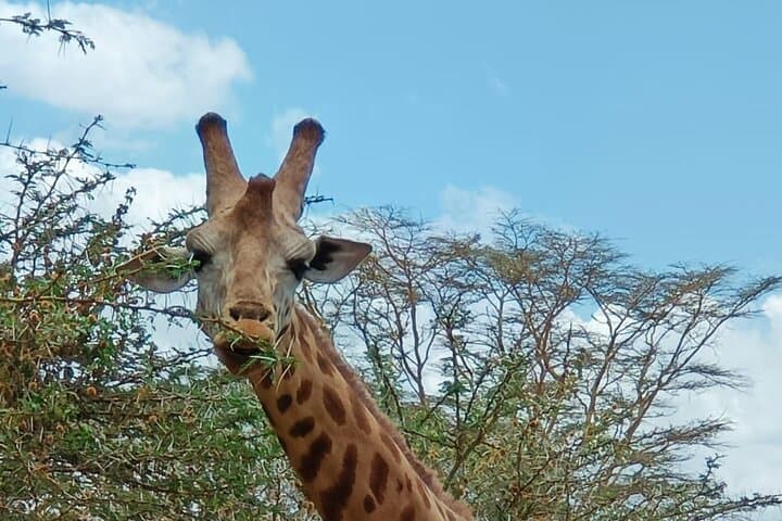3-Day Tsavo East & Salt Lick Safari from Mombasa — Game Drives, Waterhole Wildlife, and Lodge Stays photo 3