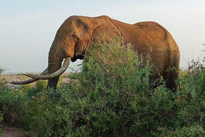 2-Day Taita Hills Conservancy Safari: Lions, Elephants & Saltlick Lodge