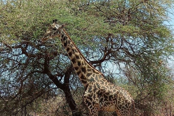 2-Day Taita Hills Conservancy Safari: Lions, Elephants & Saltlick Lodge photo 2