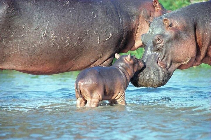Half-Day Mombasa Tour: Fort Jesus, Old Town & Haller Park Wildlife Encounter photo 2