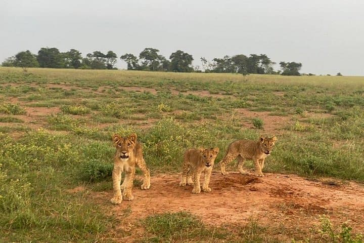 Discover Nairobi’s Wildlife and Heritage: Museum, Giraffe Centre & National Park Adventure photo 4