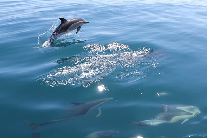 Vilamoura Dolphin Safari to São Rafael Caves — 2‑Hour Coastal Cruise