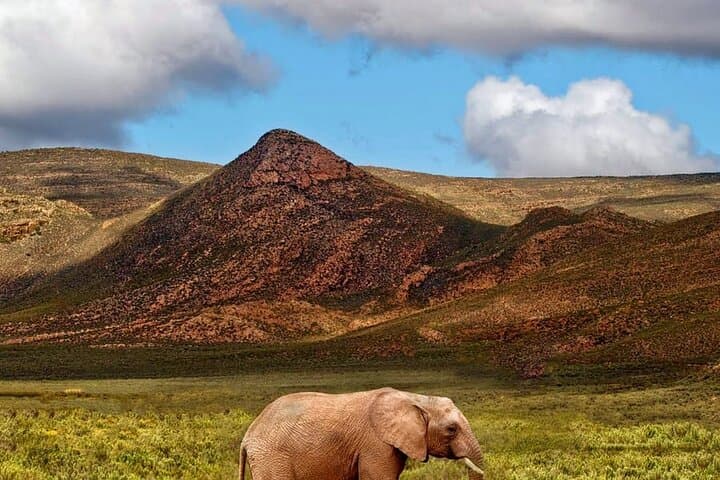 Sunset Big Five Safari from Cape Town: Private Game Reserve Day Tour photo 2