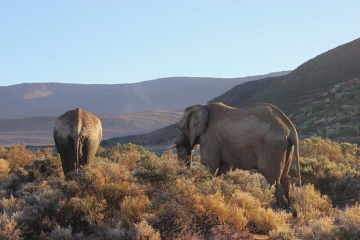 Sunset Big Five Safari from Cape Town: Private Game Reserve Day Tour photo 3