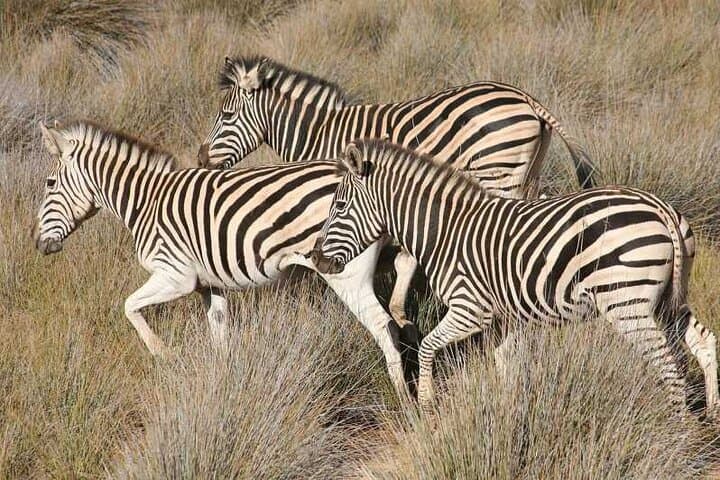 Sunset Big Five Safari from Cape Town: Private Game Reserve Day Tour photo 4