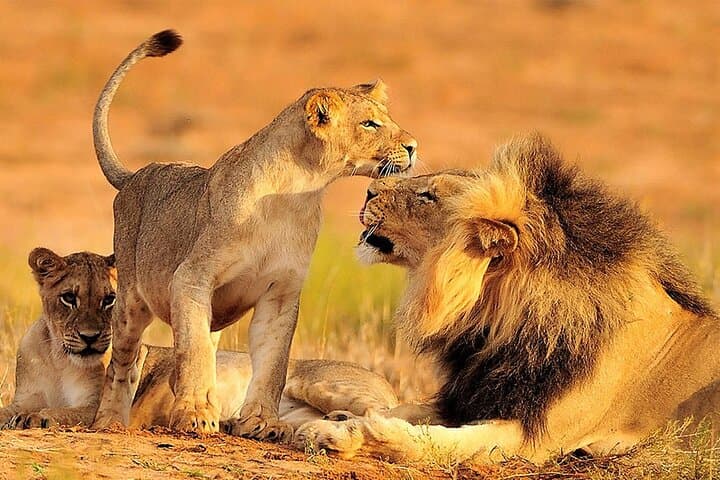 Sunset Big Five Safari from Cape Town: Private Game Reserve Day Tour photo 5