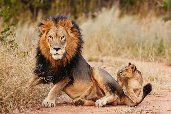Sunset Big Five Safari from Cape Town: Private Game Reserve Day Tour photo 6