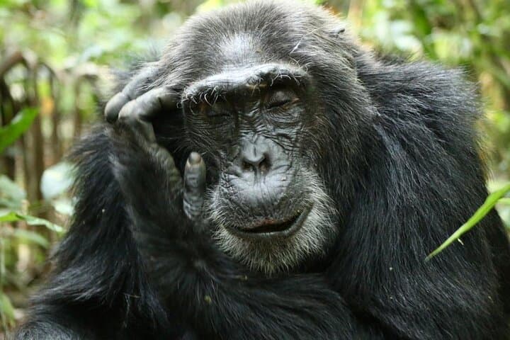 12-Day Uganda Safari: Gorilla Trekking, Chimpanzees & Big Five Wildlife