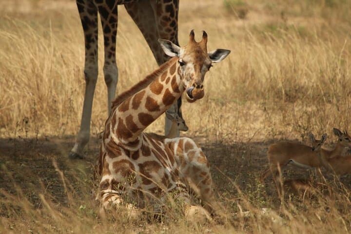 12-Day Uganda Safari: Gorilla Trekking, Chimpanzees & Big Five Wildlife photo 2