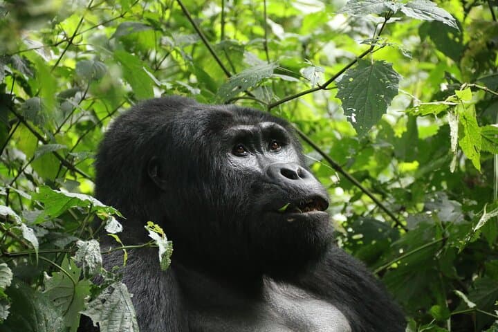 12-Day Uganda Safari: Gorilla Trekking, Chimpanzees & Big Five Wildlife photo 3
